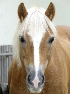 Gaul animals light brown