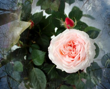 Bloom flower pink