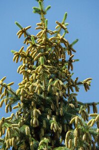 Cones needles branch photo