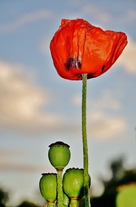 Nature papaver poppy