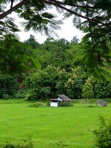 Teak forest lampang thailand