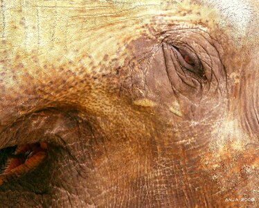 Structure animal africa