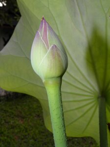 Lotus button aquatic
