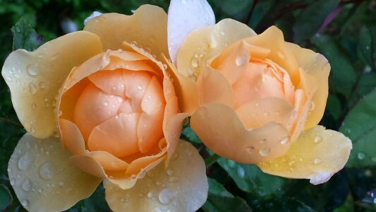 Rose bloom flowers orange