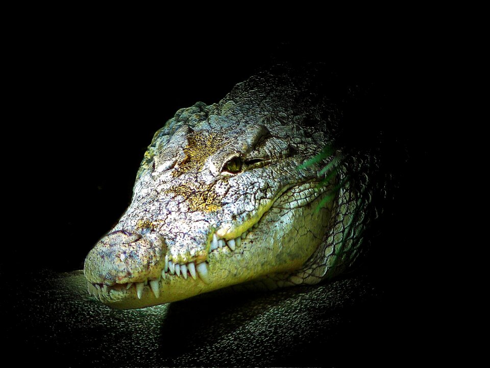 Animal dangerous predator
