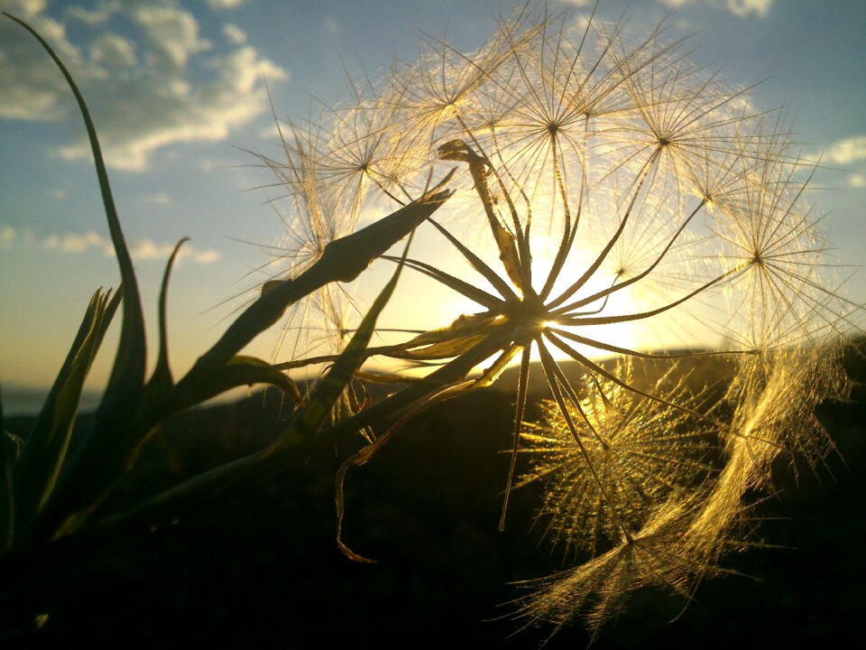Sunlight solar feather