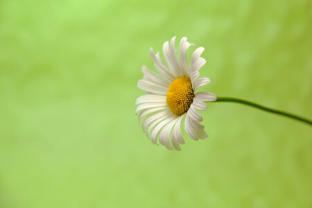 Macro close up nature