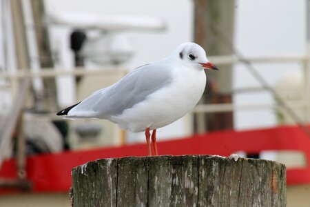 North sea baltic sea mediterranean photo