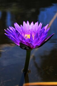 Nature spring garden
