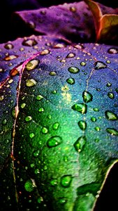 Water droplets after the rain greens photo