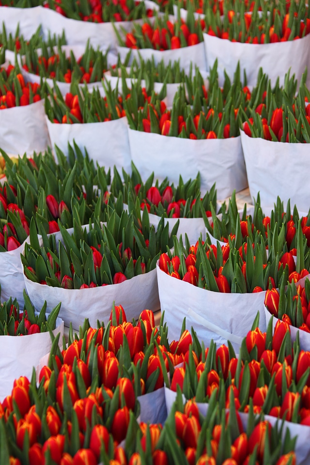 Bloom blossom bunch