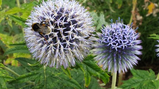 Insect pollination nectar