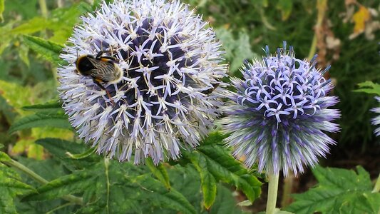 Insect pollination nectar photo