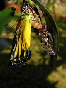 Chrysalis garden thailand