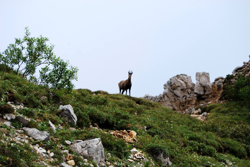 Mountain animal wild