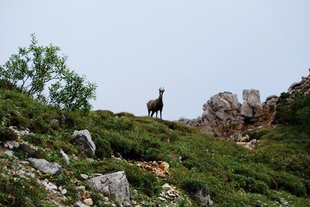 Mountain animal wild