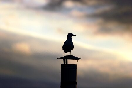 Backlight bird gull photo
