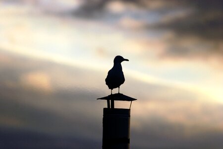 Backlight bird gull