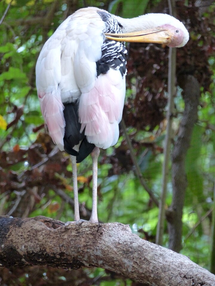 Bird marabou thailand