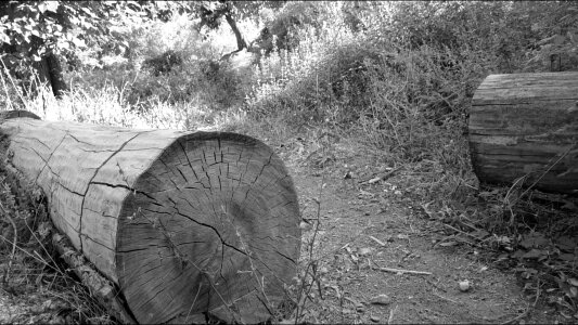 Tree ruins black and white