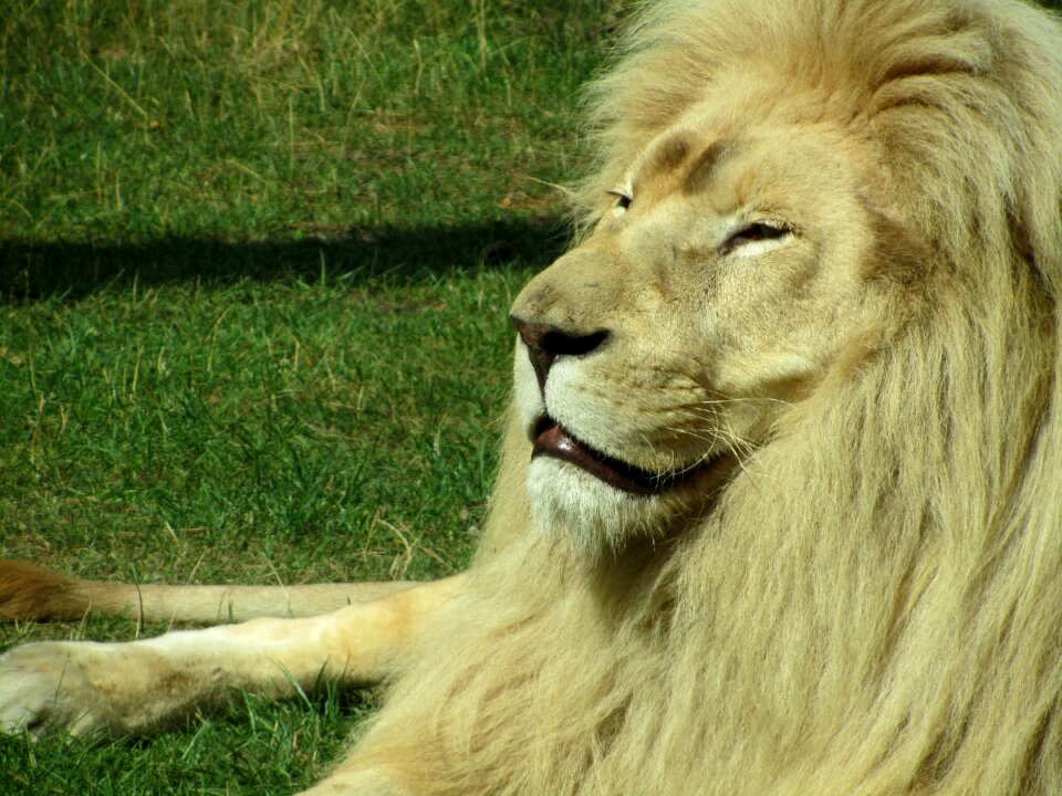 Big cat wildcat king