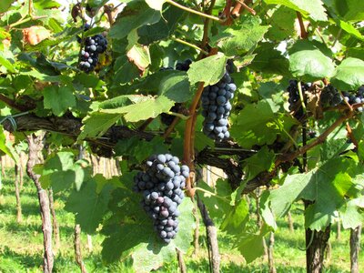 Vine blue grapes blue