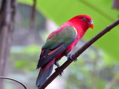 Red wild thailand