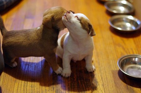 Dog little pets