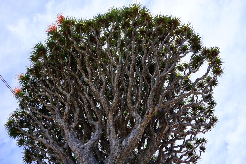Aesthetic branches crown