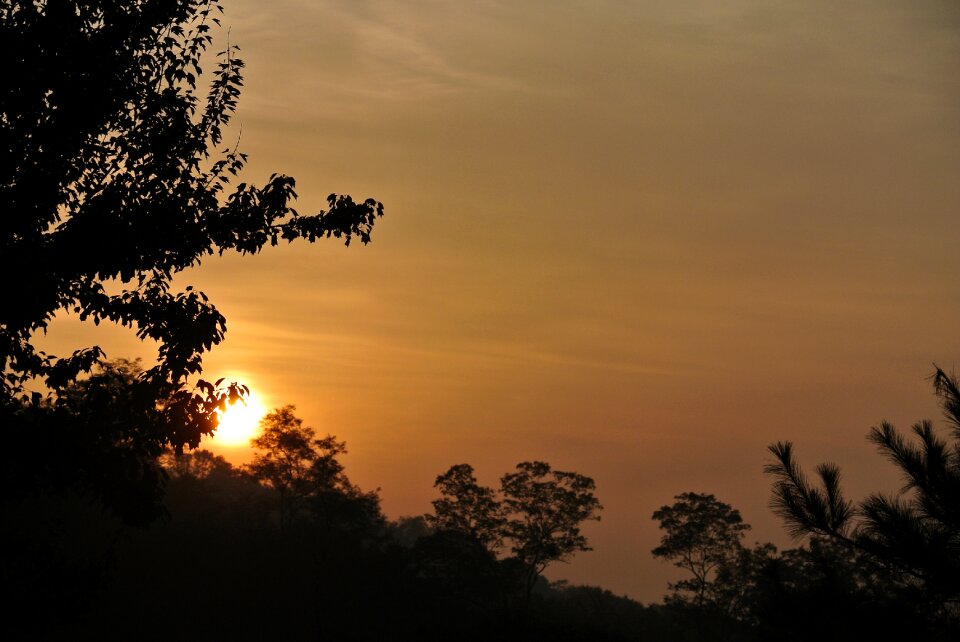 Sunrise morning wood