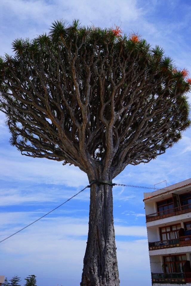 Dragon tree dracaena draco crown