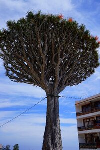 Dragon tree dracaena draco crown photo