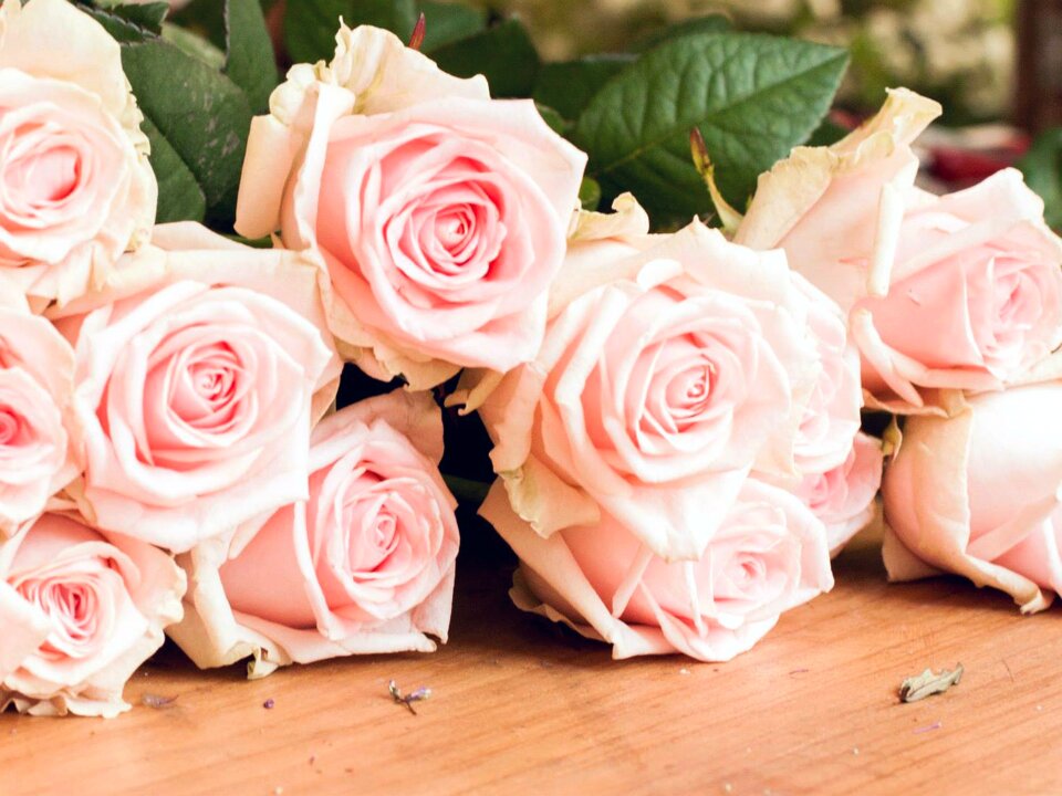Spring pink flower garden