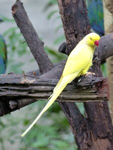 Parakeet yellow birds