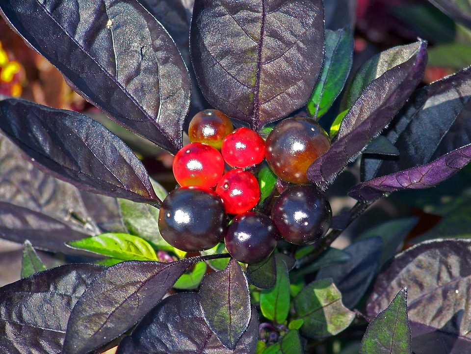 Red berries capsicum annuum