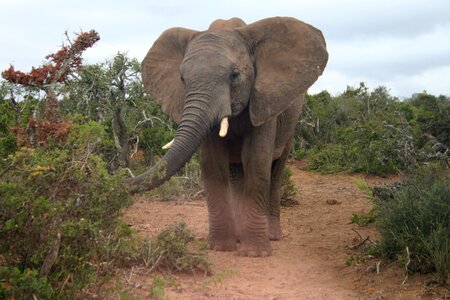 Safari animals grey