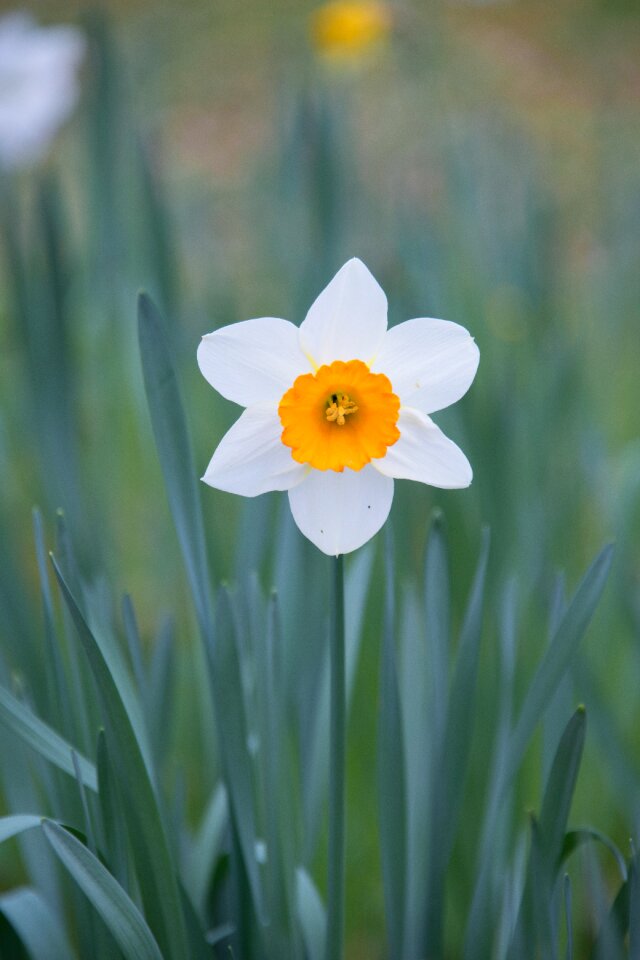 Garden park meadow