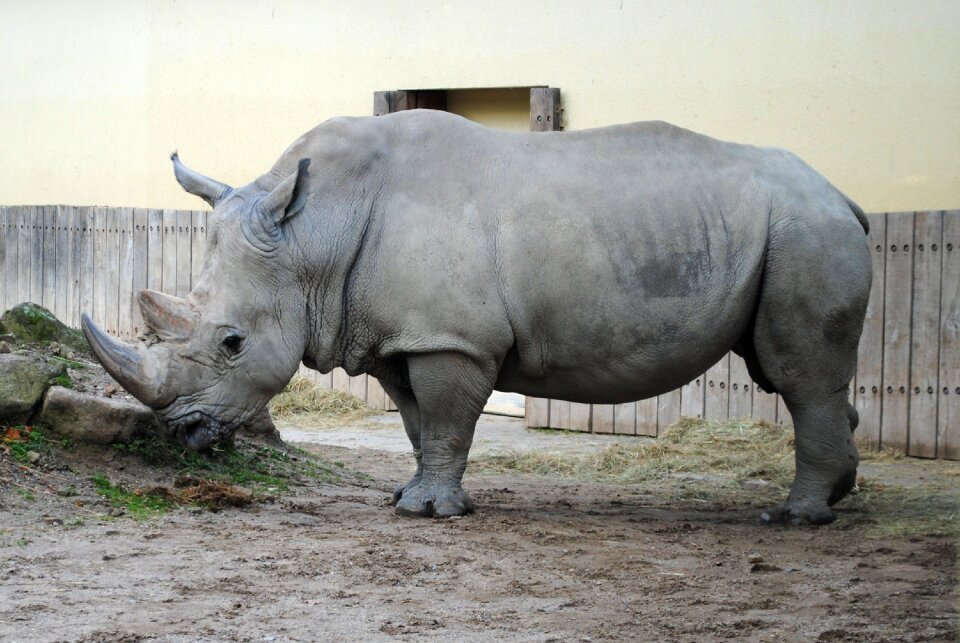 Animal world big game zoo