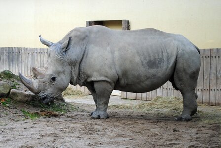 Animal world big game zoo photo