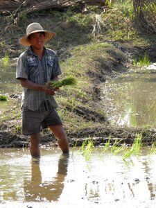 Plantation chiang mai thailand photo