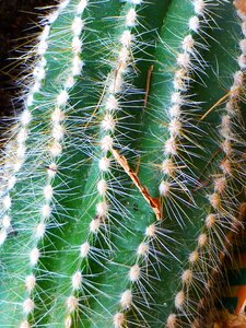 Cactus prickly green