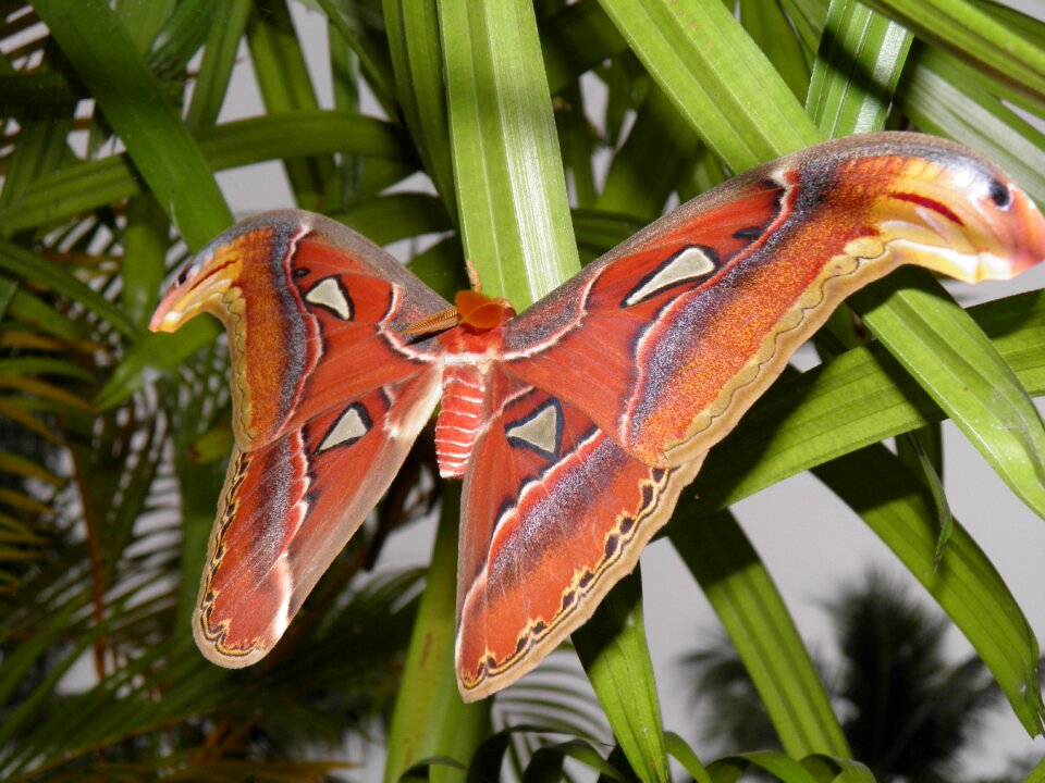 Lepidoptera saturniidae moth