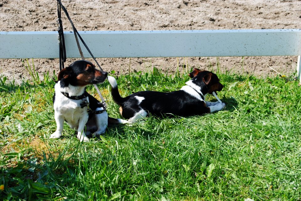 Dogs jack russel sweet
