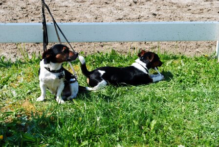 Dogs jack russel sweet