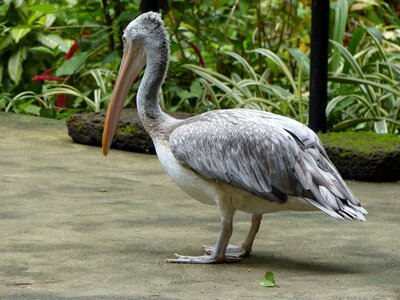 Pelican nature bird