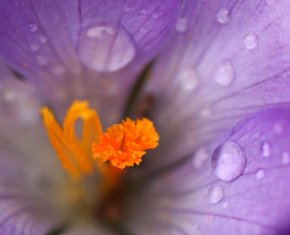 Flower close up spring