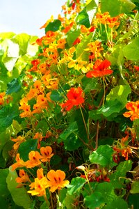 Nasturtium tropaeolum carbine greenhouse