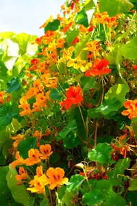 Nasturtium tropaeolum carbine greenhouse photo