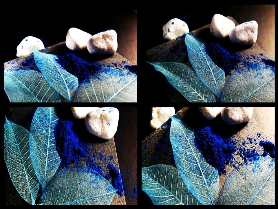 Leaves still lifes macro