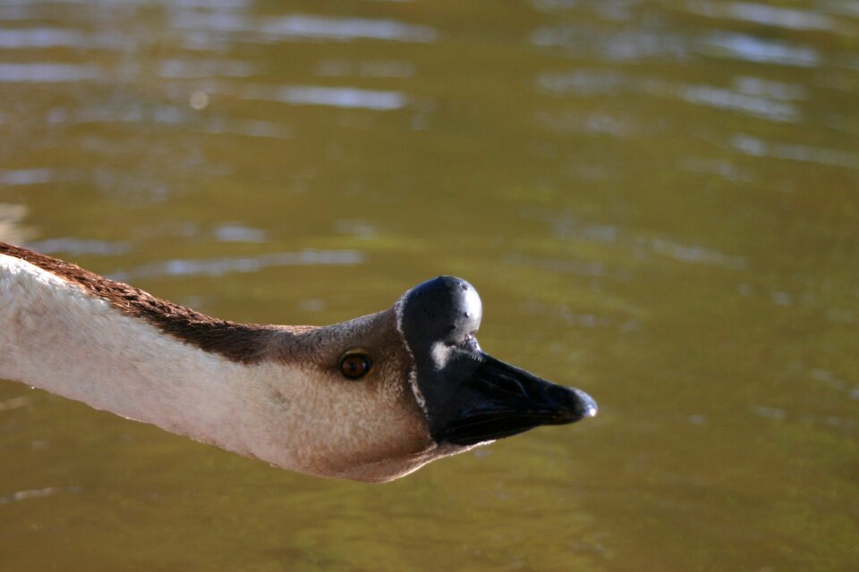 Wildlife waterfowl beak photo